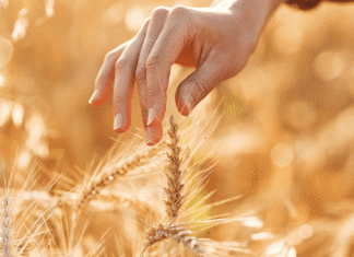 Analisis economico del trigo: impacto de la suba de fertilizantes y opciones para sembrar menos aapresid trigo biologicos