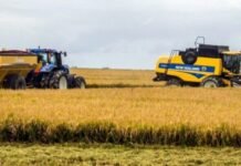 La producción de arroz caería un 19% en Entre Ríos