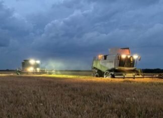 Entre Ríos: La cosecha de arroz avanza al 64% con rendimientos estables