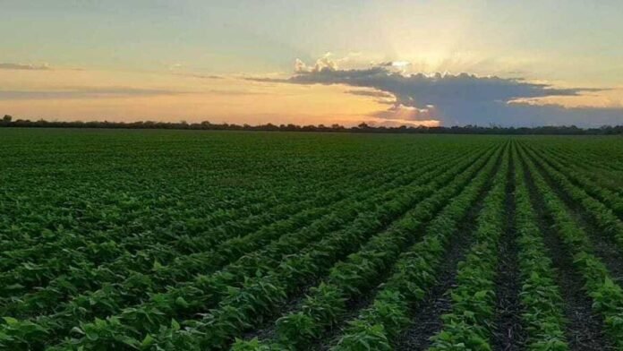 ventas de insumos agropecuarios en argentina tras el fin del agro inflado y las distorsiones económicas