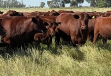Ganadería: Cómo producir más kilos reales en ambientes difíciles