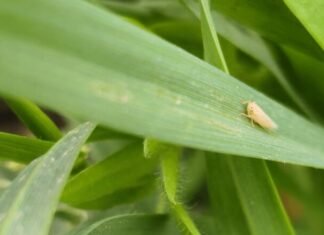 Aumento de chicharritas: Recomiendan monitoreo