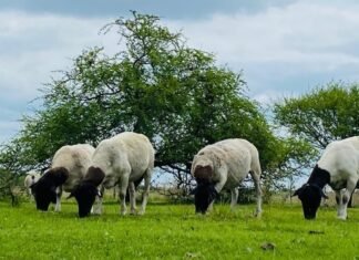 SENASA alerta deteccion de enfermedad prionica en ovinos en Argentina y perdida de estatus sanitario corderos ovejas dorper