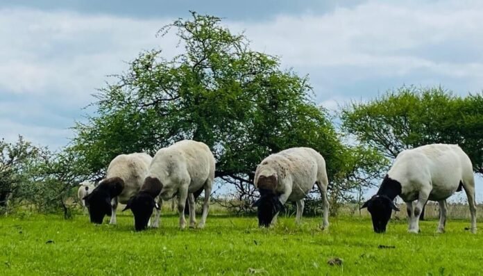 corderos ovejas dorper