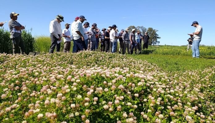 cultivos de cobertura