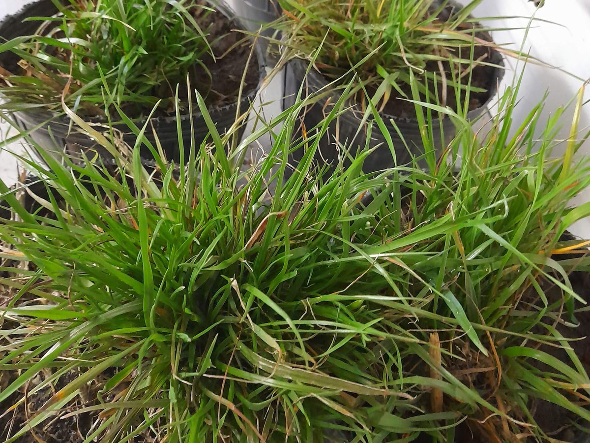 Malezas: en el norte de Buenos Aires emergió una nueva alerta roja por un raigrás multirresistente 3 estudio raigras aapresid