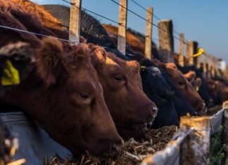 Crecimiento del sector ganadero y desafíos del feedlot ante límites impuestos por el consumidor feedlot comedero bio 5