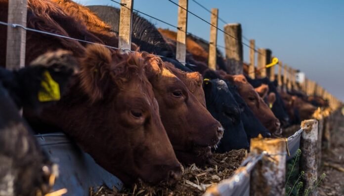 feedlot comedero bio 5