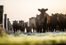 Capacitación virtual sobre “Bienestar Animal”
