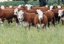 Jornada sobre “Producción Animal Orgánica” La ganadería vuelve a posicionarse como eje de inversión dentro del campo argentino.