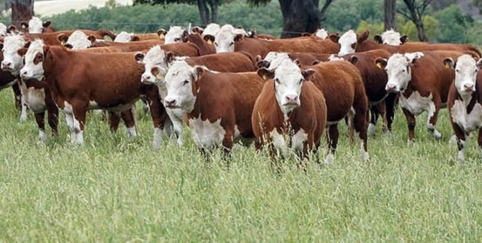 La ganadería vuelve a posicionarse como eje de inversión dentro del campo argentino.
