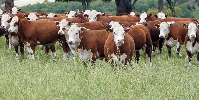 Con financiamiento, la ganadería vuelve a posicionarse como eje de inversión dentro del campo argentino.
