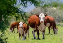 Proyecciones USDA para la ganadería en 2026: oferta limitada y un nuevo perfil de demanda