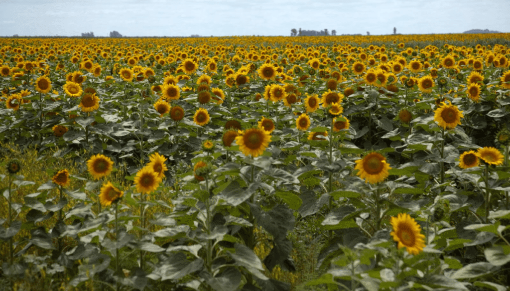 girasol campo sagyp