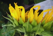 Girasol: El cultivo que gana terreno y rinde más