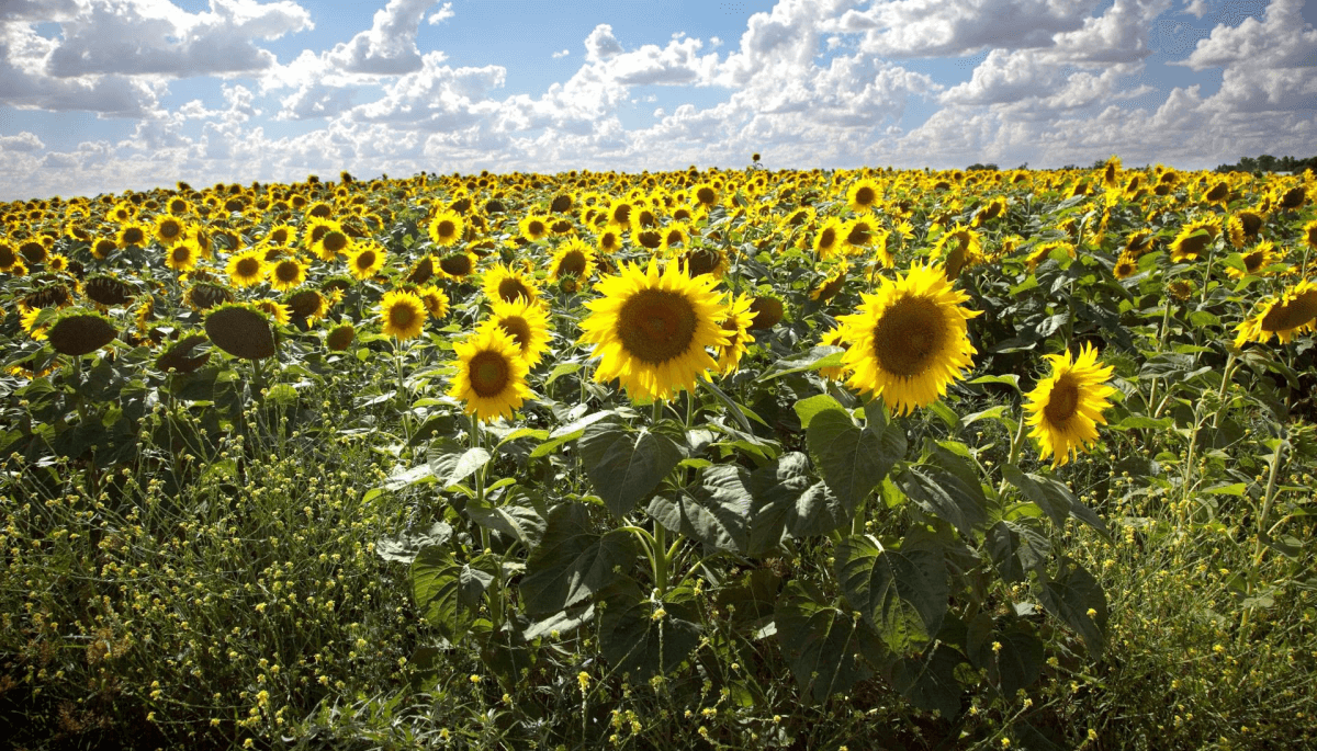 Evolución del girasol argentino Gráfico de evolución del cultivo de girasol