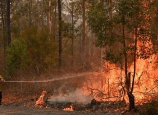 Red de Manejo del Fuego Rural exhorta a no culpabilizar a comunidades afectadas por incendios incendio forestal afoa