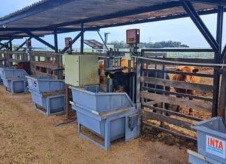 La trazabilidad electronica en ganaderia conecta datos y permite una nueva toma de decisiones eficiente inta