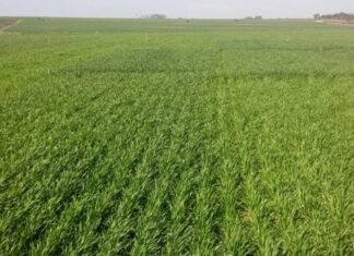 Cómo preparar la próxima campaña: suelos, agua y fertilización JTNDIS0tJTIwJTJGMjE4NTIwNzQ5NDElMkZwYWxhYnJhZGVjYW1wbyUyRjElMjAtLSUzRSUwQSUzQ2RpdiUyMGlkJTNEJ2Rpdi1ncHQtYWQtMTc3NTcwODA1MDA5MC0wJyUyMHN0eWxlJTNEJ21pbi13aWR0aCUzQSUyMDMwMHB4JTNCJTIwbWluLWhlaWdodCUzQSUyMDI1MHB4JTNCJyUzRSUwQSUyMCUyMCUzQ3NjcmlwdCUzRSUwQSUyMCUyMCUyMCUyMGdvb2dsZXRhZy5jbWQucHVzaChmdW5jdGlvbigpJTIwJTdCJTIwZ29vZ2xldGFnLmRpc3BsYXkoJ2Rpdi1ncHQtYWQtMTc3NTcwODA1MDA5MC0wJyklM0IlMjAlN0QpJTNCJTBBJTIwJTIwJTNDJTJGc2NyaXB0JTNFJTBBJTNDJTJGZGl2JTNF