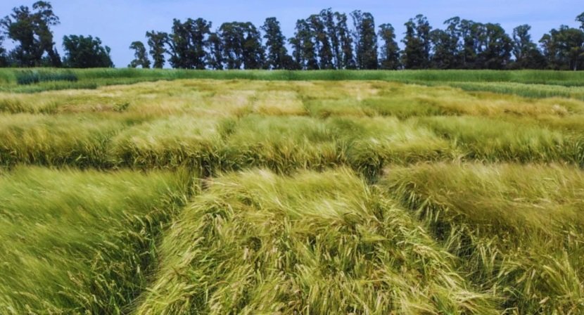 Se trata de Beatriz INTA, un novedoso cultivar que combina el más alto potencial de rendimiento con el mejor comportamiento a frío del mercado.