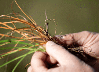 Argentina se convierte en pionera mundial en control de malezas al aprobar nuevo herbicida malezas syngenta