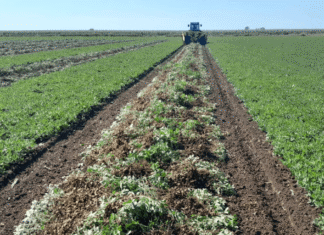Maní frena el récord agropecuario industria proyecta caída del 31 por ciento en cosecha mani arrancado luciano gastaldi