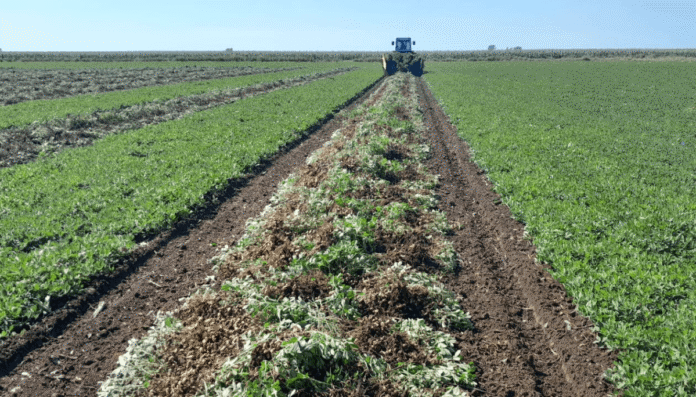 mani arrancado luciano gastaldi