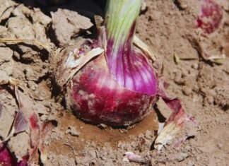 Presentan una nueva cebolla de bulbos rojos