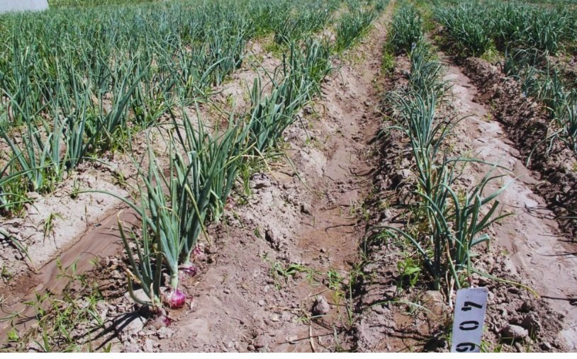 Destacada por el color intenso, baja pungencia y excelente adaptación para el consumo en fresco, Tinta INTA es un cultivar desarrollado por el INTA La Consulta, Mendoza.
