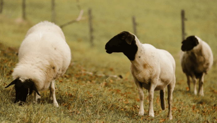 ovejas dorper senasa