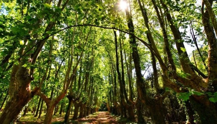 planificar una forestacion