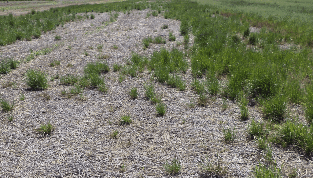 Malezas: en el norte de Buenos Aires emergió una nueva alerta roja por un raigrás multirresistente 5 raigras maleza aapresid