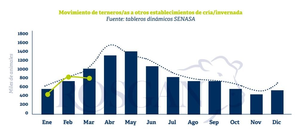 En contraposición a la elevada oferta de invernada que se evidenció en varios de los principales remates realizados durante el último mes, los registros de movimientos de terneros vía DTe resultaron significativamente inferiores a lo esperado.