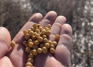 Crisis en semilleros y fuerte rechazo de productores a implementar la normativa UPOV 91