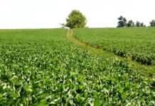 Soja 2026: Ajuste de área y producción en alza