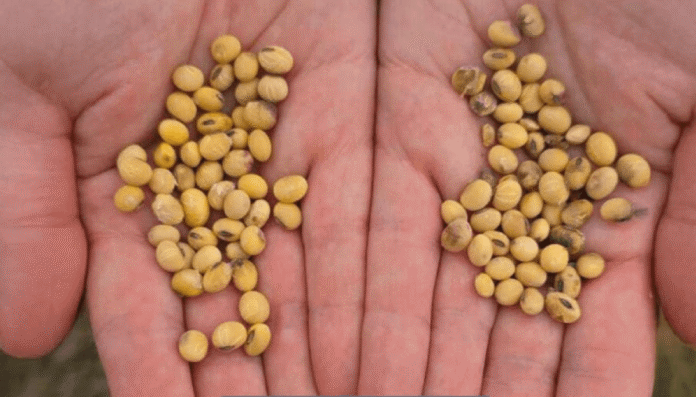 soja semillas en mano adama