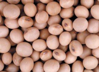 Ley de Semillas provoca criticas contundentes desde el norte contra Sturzenegger y la industria semillera soja semillas sagyp