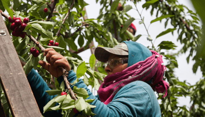 trabajadora mujer rural cosecha cereza renatre