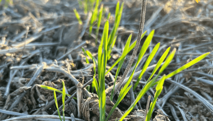 trigo brotando bccba