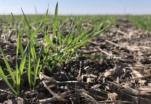 “Mantuvimos los valores y extendimos plazos”: la estrategia de Kioshi para enfrentar los altos costos productivos del trigo siembra trigo