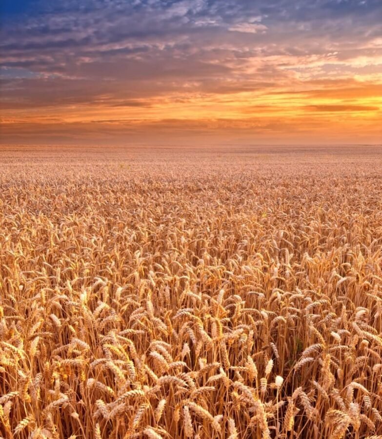 Variedades de trigo desarrolladas por Trigos ACA