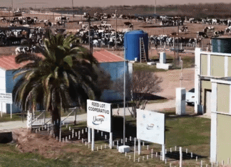Primer feedlot cooperativo del pais certifica practicas laborales sostenibles en ganaderia responsable y comunitaria unnamed 11
