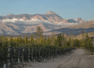 La vitivinicultura argentina alcanza niveles de calidad historicos que abren nuevas puertas en mercados internacionales vinedo zuccardi