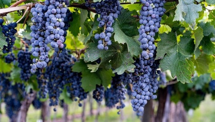 vino uvas malbec