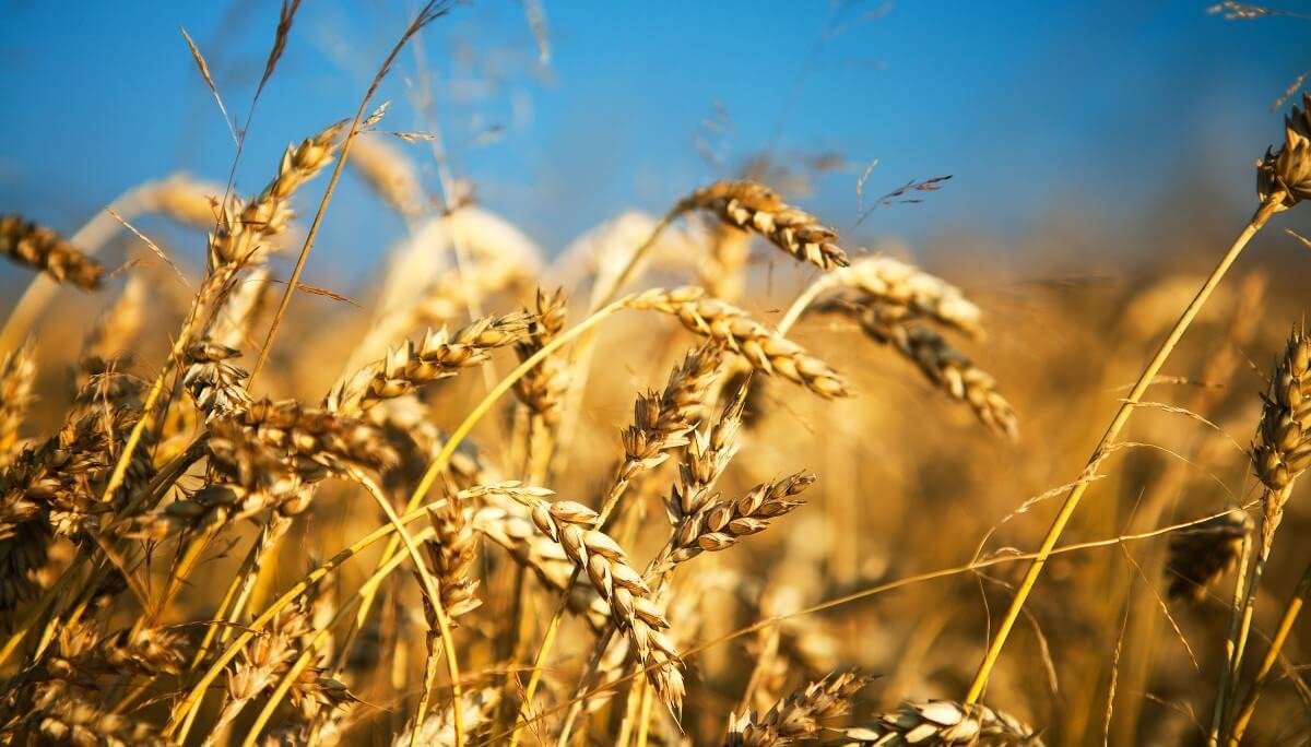 Haciendo cuentas para el trigo: ¿es tan grave la suba de los fertilizantes como para achicar la siembra? 2 wheat field 2026 03 26 04 48 56 utc