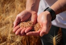 BASF apuesta al trigo y la cebada con tecnología, digitalización y manejo integral para mejorar el negocio BASF apuesta al trigo y la cebada con tecnología, digitalización y manejo integral para mejorar el negocio