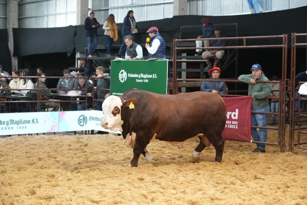 La raza que más crece cerró su actividad en las NACIONALES con la venta de reproductores, que tuvo a Colombo y Magliano en el martillo y una veintena de animales en oferta, con buenos valores.