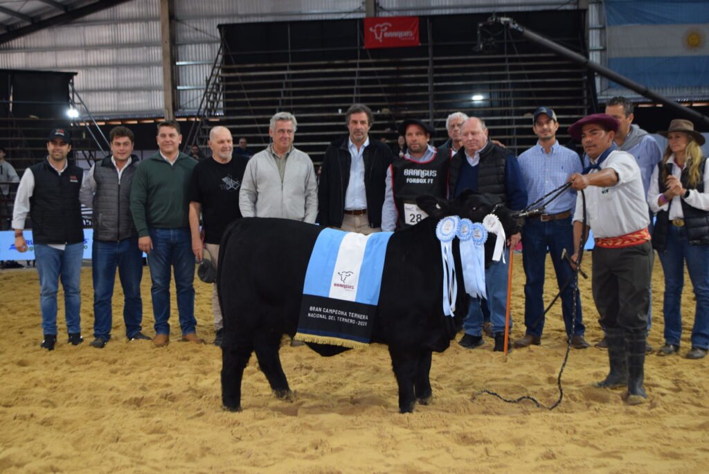 Gran Campeón Ternera cabaña Don Pedro Gran Campeón Ternera cabaña Don Pedro