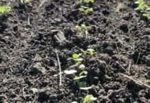 Avanza la siembra de brassicaceas en Entre Ríos