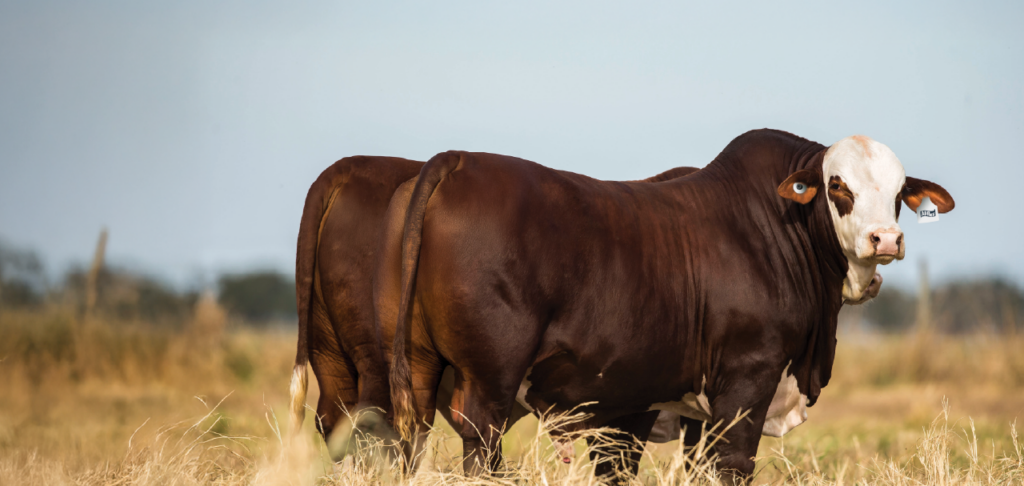 Entre el 24 y el 29 de mayo, Grupo VILLANUEVA y MSD Salud Animal volverán a ser protagonistas en las NACIONALES de Corrientes, reafirmando su liderazgo en innovación tecnológica aplicada al sector ganadero y presentando nuevas soluciones que marcan el rumbo de la producción efici